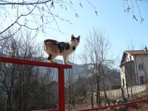 Прикачена снимка