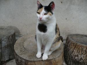 Прикачена снимка