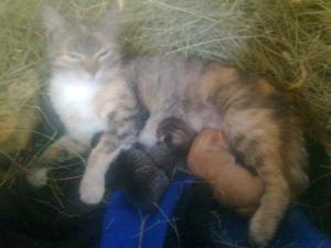 Прикачена снимка