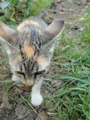 Прикачена снимка