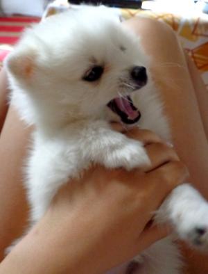 Прикачена снимка