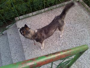 Прикачена снимка