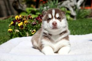 Прикачена снимка