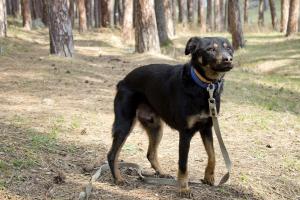 Прикачена снимка