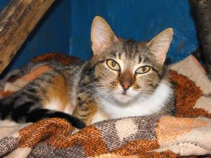 Прикачена снимка