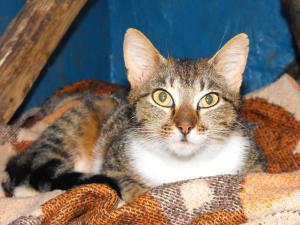 Прикачена снимка