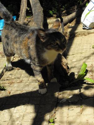 Прикачена снимка