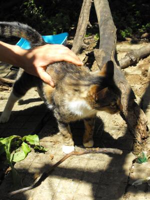 Прикачена снимка