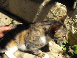 Прикачена снимка