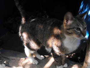 Прикачена снимка