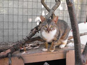 Прикачена снимка