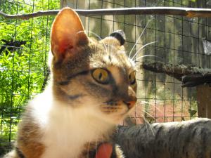 Прикачена снимка