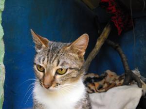 Прикачена снимка