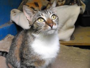 Прикачена снимка