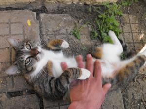 Прикачена снимка