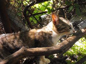 Прикачена снимка