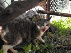 Прикачена снимка