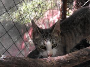 Прикачена снимка