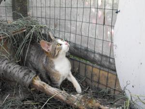 Прикачена снимка