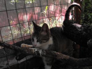 Прикачена снимка