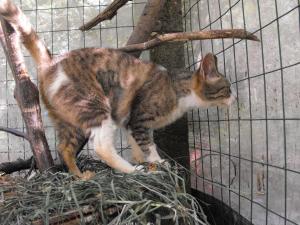 Прикачена снимка