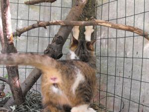 Прикачена снимка