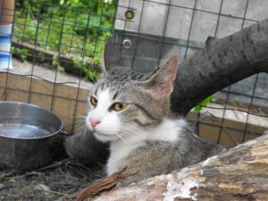 Прикачена снимка