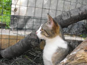 Прикачена снимка