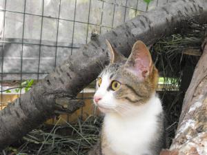 Прикачена снимка