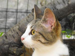 Прикачена снимка