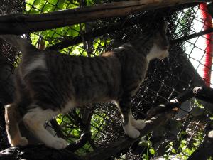 Прикачена снимка