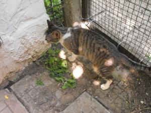 Прикачена снимка