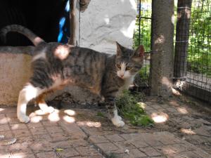 Прикачена снимка