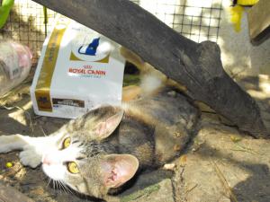 Прикачена снимка