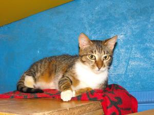 Прикачена снимка