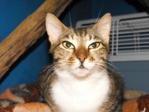 Прикачена снимка