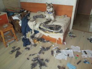 Прикачена снимка