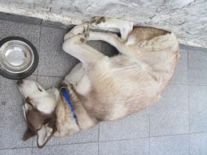 Прикачена снимка