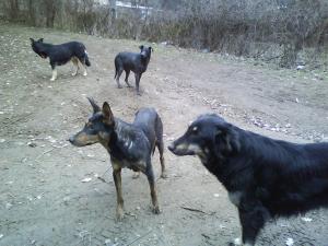 Прикачена снимка