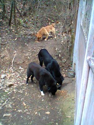 Прикачена снимка