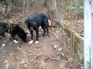 Прикачена снимка