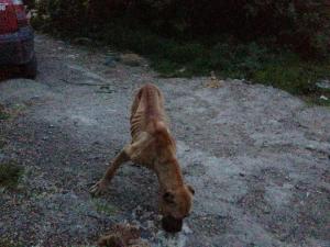 Прикачена снимка