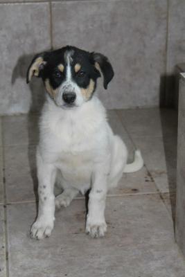 Прикачена снимка