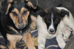 Прикачена снимка