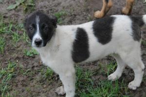 Прикачена снимка