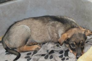 Прикачена снимка