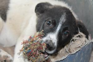 Прикачена снимка