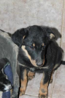 Прикачена снимка