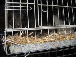 Прикачена снимка