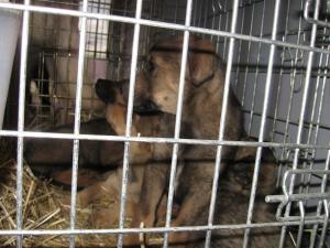 Прикачена снимка